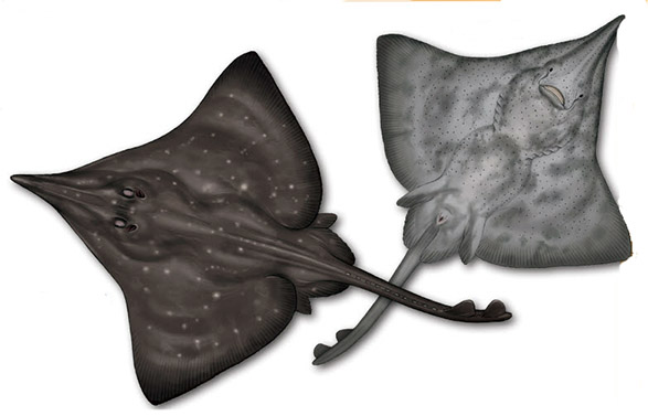 Dipturus oxyrhinchus_010.jpg